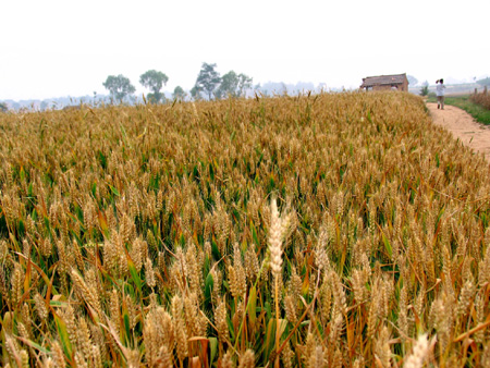 Turn wheat straw into fiber wood, and you get a new home!