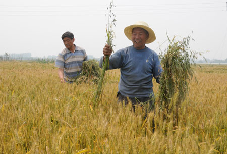 Uptrend seen in summer grain output
