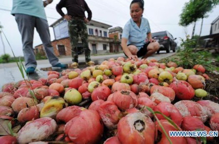 Rotten tomatoes seen in E China