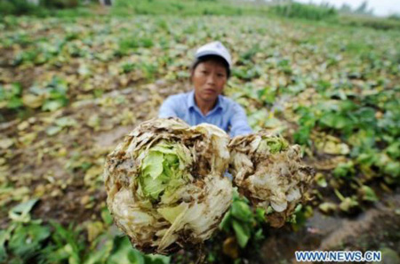 Rotten tomatoes seen in E China