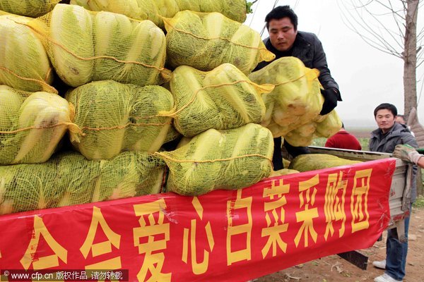 Cabbage purchasing team helps farmers with predicament