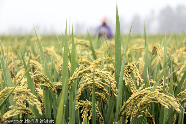 Eighth consecutive yearly increase in grain output