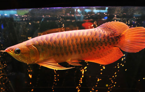Auspicious fish priced at 88,000 yuan