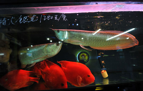Auspicious fish priced at 88,000 yuan