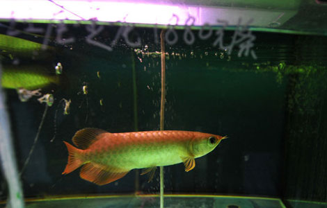 Auspicious fish priced at 88,000 yuan