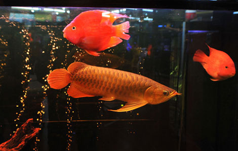 Auspicious fish priced at 88,000 yuan