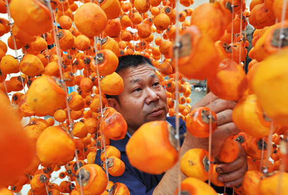 Persimmon brings color to county