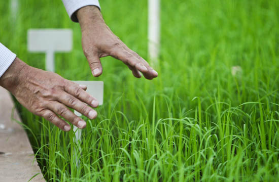 Rice breeder introduces new breed to China
