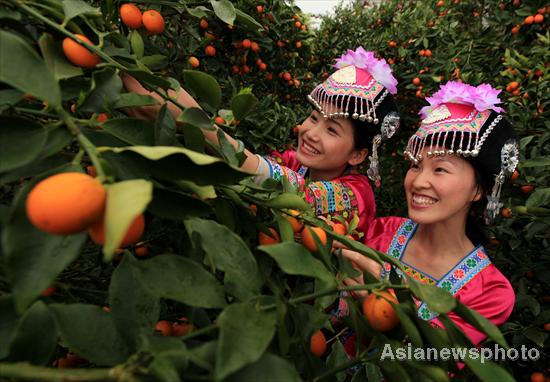 Kumquat season arrives in Liuzhou