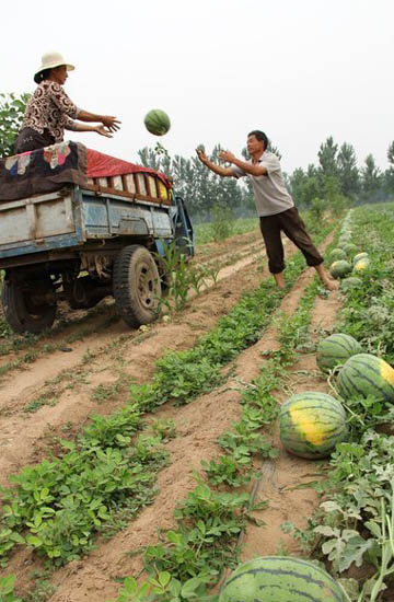 Watermelon harvest puts smile on farmer's faces