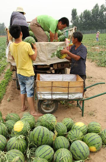 Watermelon harvest puts smile on farmer's faces