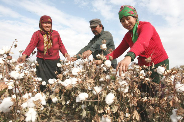 Farmers join hands to reap cotton harvest