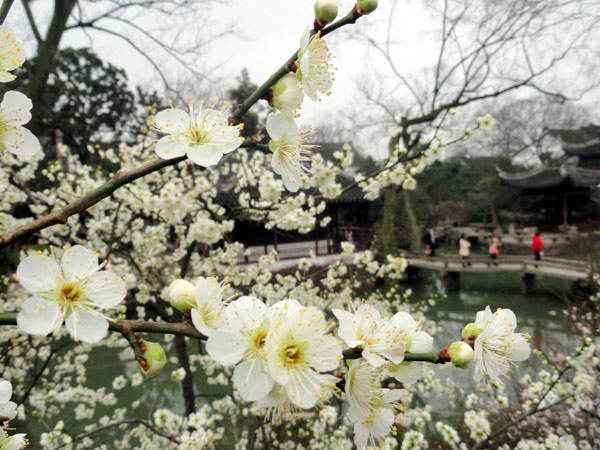 Spring blossom comes to East China