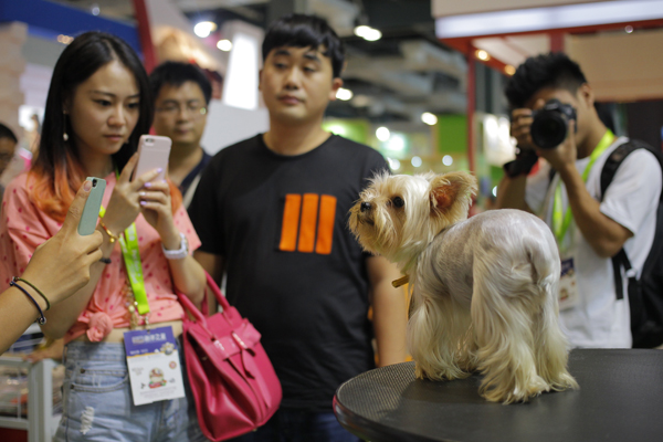 A Yorkshire Terrier is the focus of attention during the Pet Fair Asia 2013 exhibition in Shanghai on Friday. The pet industry is growing rapidly. Animal lovers dote on furry families at fair