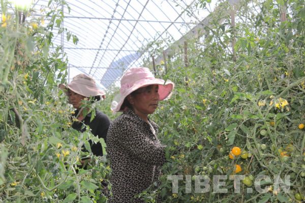 Income of Tibetan farmers, herdsmen up in 2013