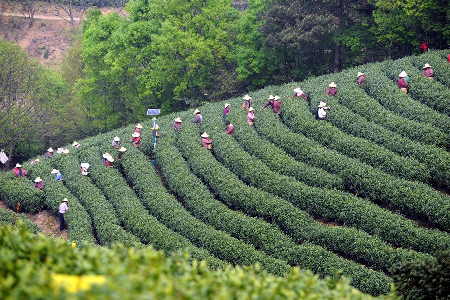 White tea enters tea picking season in east China