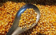 Unapproved GM strain blocking corn shipments from US to China
