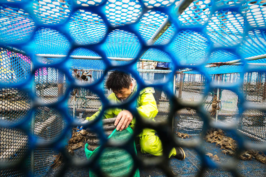 Crab harvest in Yangcheng Lake