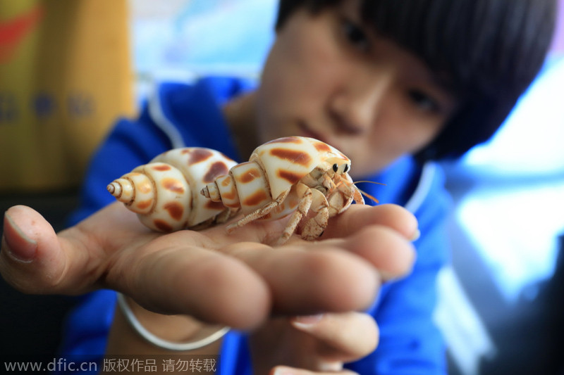 Jellyfish, hermit crabs turn pets