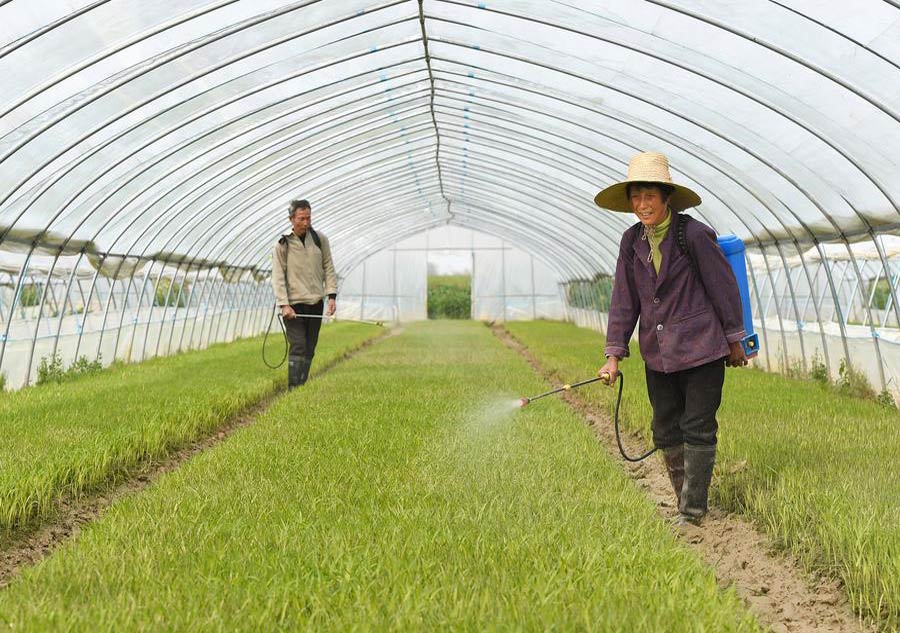 Chinese farmers plough their lands for spring