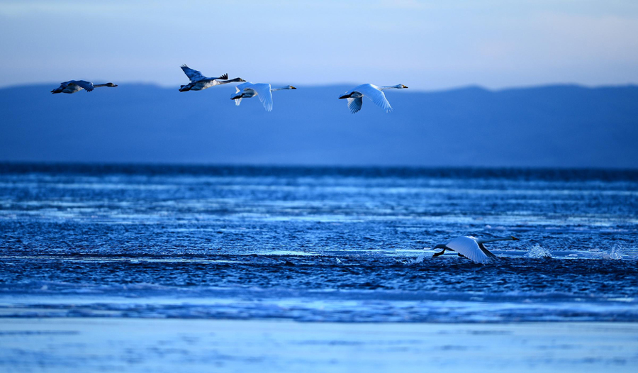 Ecological protection efforts of the past five years have helped expand the area of Qinghai Lake from 4,317.69 square meters in 2008 to 4,354.28 square meters in 2012, equaling six times the area of the famous West Lake in East China’s Hangzhou city. Qinghai Lake continues expanding