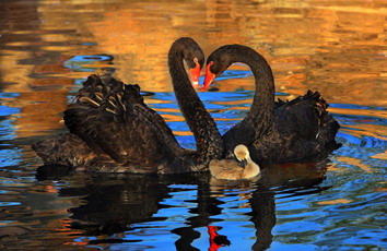 Holiland looks to new strategies in online market