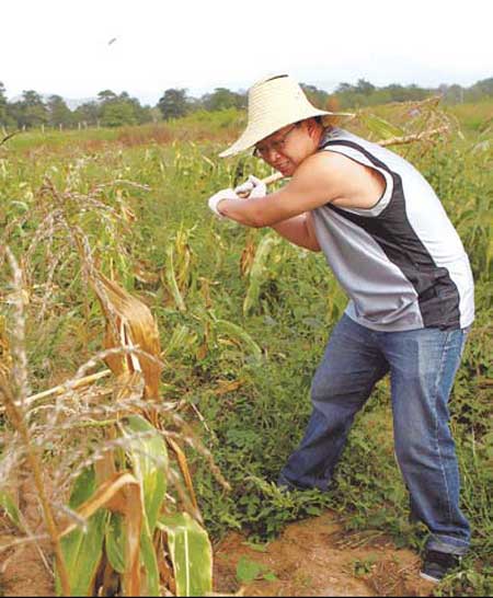 Stressed city slickers beat a path to the farm