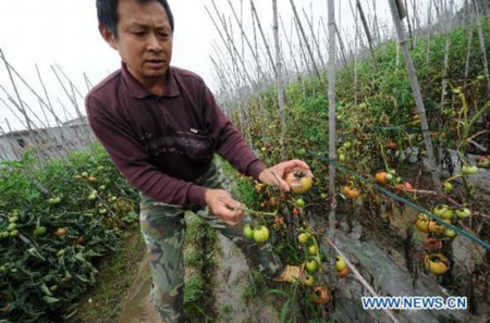 Rotten tomatoes seen in E China