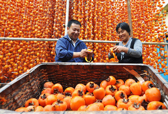 Persimmon brings color to county