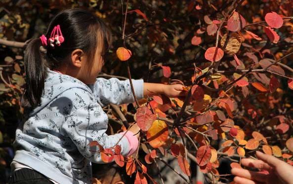 Fragrant Hills receives record visitors