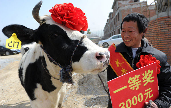 Beauty contest for cows in Henan