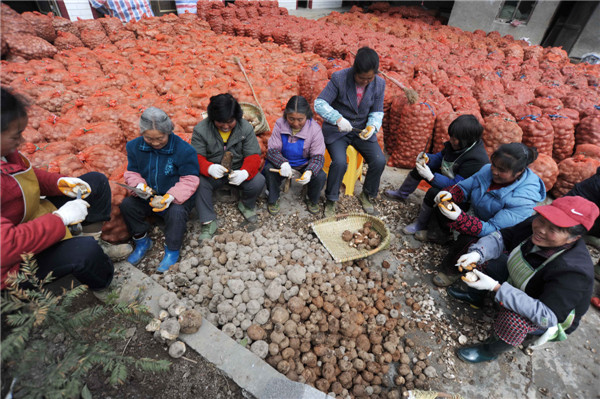 Farmers in Xiuwen county are improving their standard of living by growing konjak, a plant that is considered a health food by many people in Asia. Qiao Qiming / for China Daily Economic transformation bears fruit in Guizhou