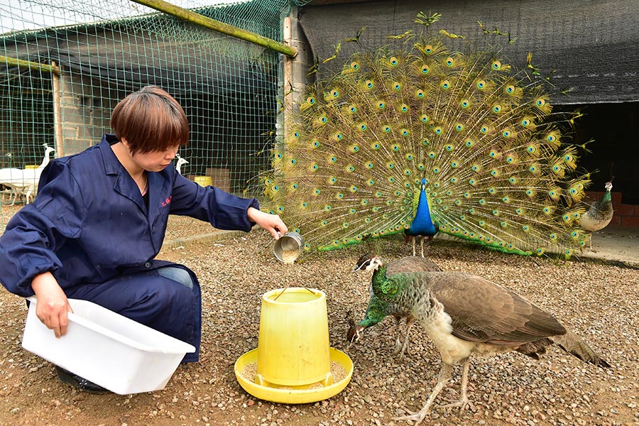 Farmer couple finds wealth in raising peacocks