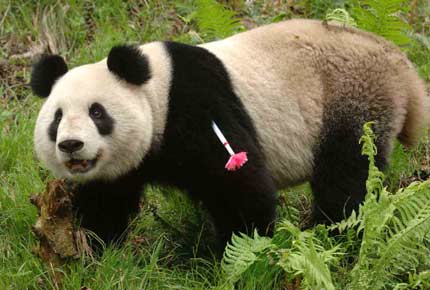Panda Xiang Xiang, a tranquiliser dart still hanging from his shoulder, is released from the Wolong Giant Panda Protection and Research Center in southwest China's Sichuan province April 27, 2006. The four-year-old male giant panda, which was raised at the centre, was the first to be released out of more than 180 captive-bred pandas worldwide, China Daily reported. [Newsphoto]
