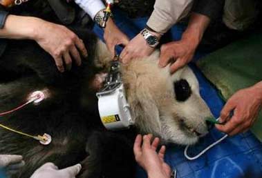 Workers attach a electronic tracer to panda Xiang Xiang at the Wolong Giant Panda Protection and Research Center in southwest China's Sichuan province April 27, 2006. The four-year-old male panda, raised at the centre, will be the first to be released out of more than 180 captive-bred pandas worldwide, China Daily reported. Picture taken April 27, 2006. [Newsphoto]