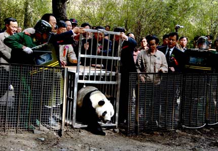 Xiang Xiang, a panda bred in captivity, wanders out of a small cage with metal bars into the wild as dozens of people smile and clap behind a fence at Wolong, a traditional habitat for the endangered species, in Southwest China's Sichuan Province on April 28, 2006. Xiang Xiang became the first-ever human-raised giant panda to be released into the wild. [Xinhua]