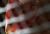 Girl dies of bird flu in China