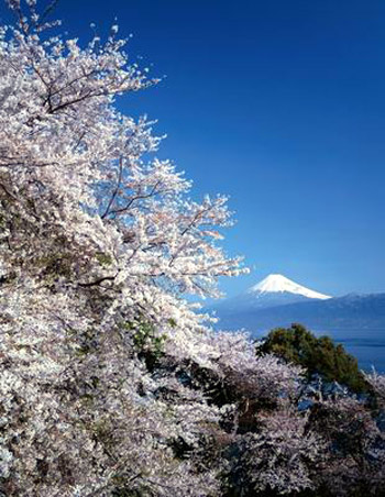 Cherry blossom in Tokyo