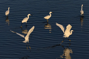 First white whale calf born at China zoo