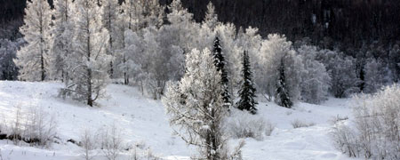 Snow covers forests in Xinjiang