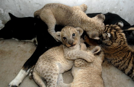 Tiger, lion cubs and their dog mother
