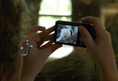 Cute panda Fu Long spends 2nd birthday in Austria