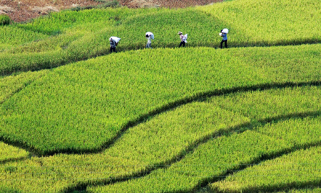 Middle-season rice harvested in Guangxi