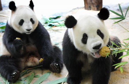 Pandas in Guangzhou celebrate the Mid-Autumn Festival