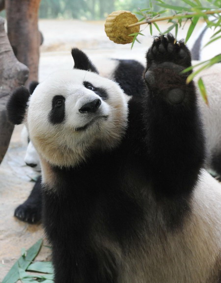 Pandas in Guangzhou celebrate the Mid-Autumn Festival