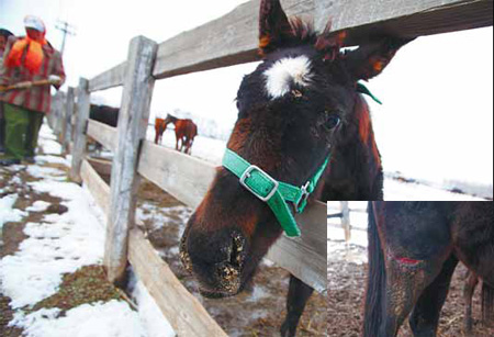 'No excuse' for starved horses