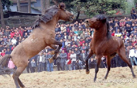 Horse-Fighting Festival celebrated in Guangxi