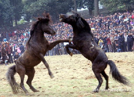 Horse-Fighting Festival celebrated in Guangxi