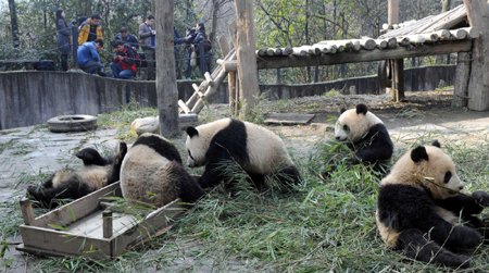 10 giant pandas to head for Expo 2010