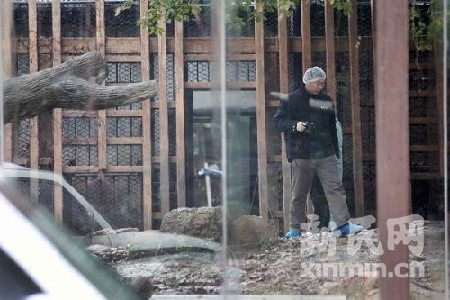 Tiger bites keeper to death in Shanghai zoo